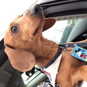 Meet your Posher, Desiree